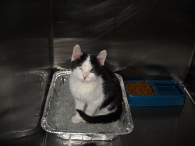 Jolie, Adopted, Senior Female Domestic Short Hair.