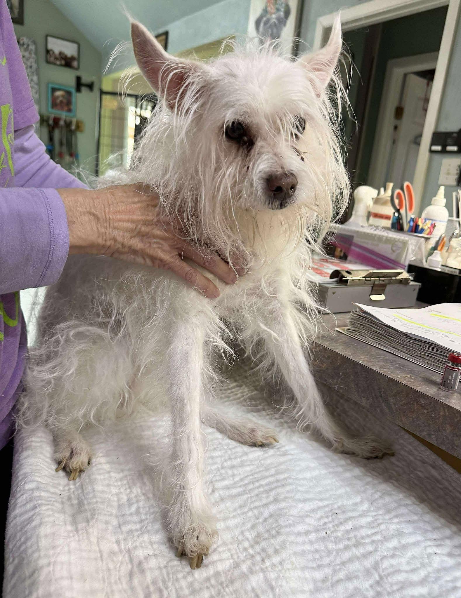 Enlarge Belle Rae (ADOPTION RETURN - NOT YET AVAILABLE), a Adoptable mixed breed in Benton, LA image 1/1