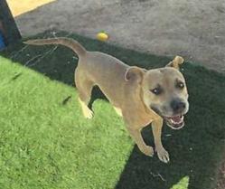 Honey (A114525), Adoptable, Young Female Pit Bull Terrier.