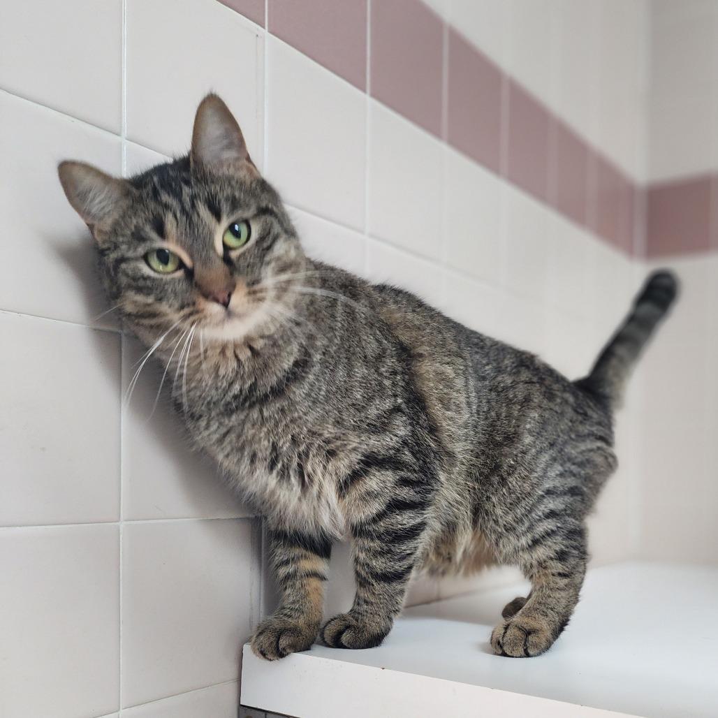 Enlarge Auntie Anne, a Adoptable Domestic Short Hair in Dixon, IL image 1/2