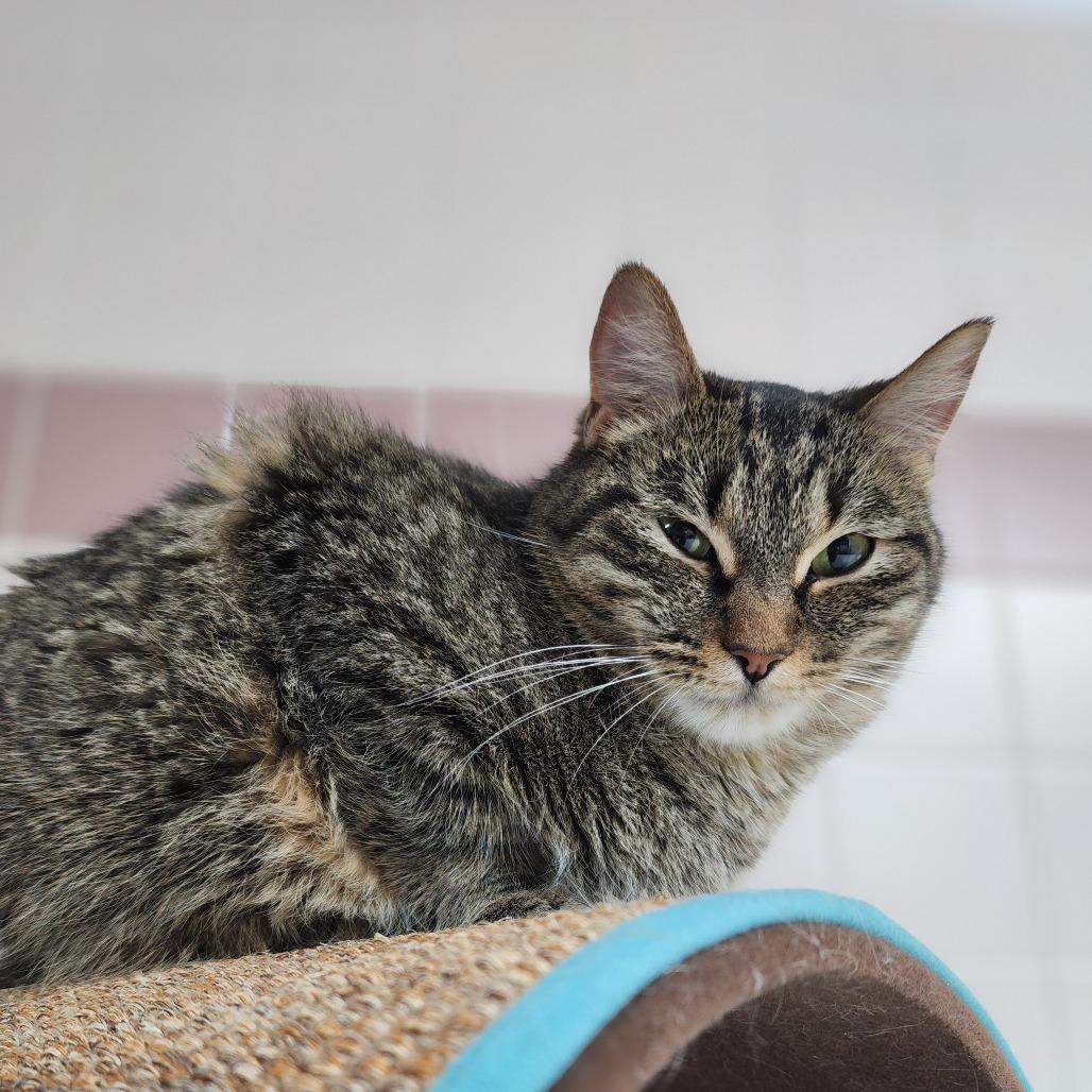 Enlarge Auntie Anne, a Adoptable Domestic Short Hair in Dixon, IL image 2/3