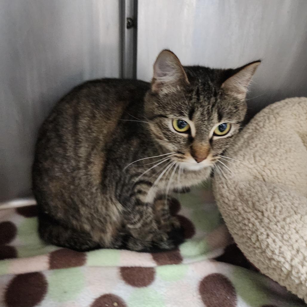 Enlarge Auntie Anne, a Adoptable Domestic Short Hair in Dixon, IL image 2/2