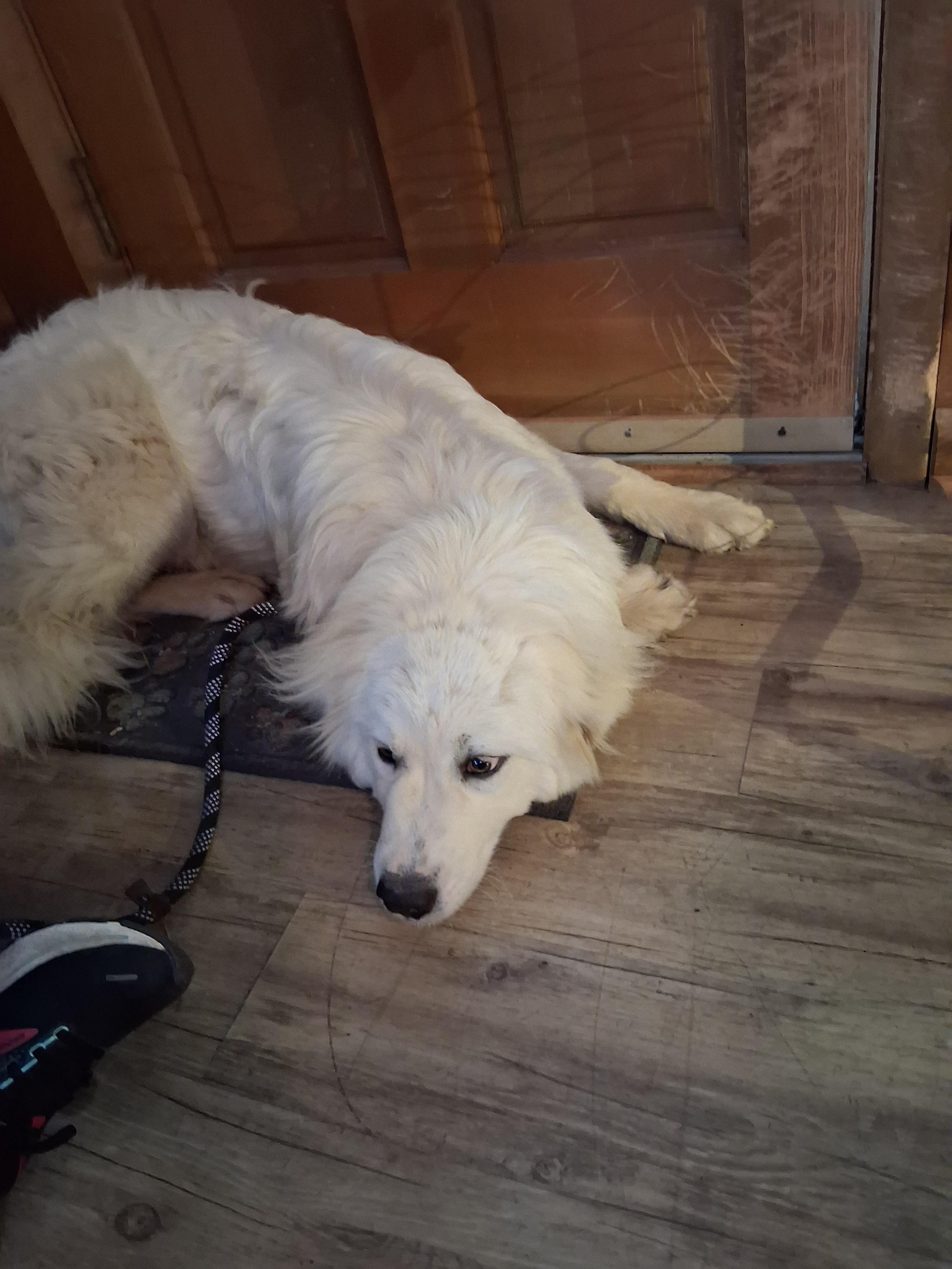 Bagley, Adoptable, Young Female Great Pyrenees.