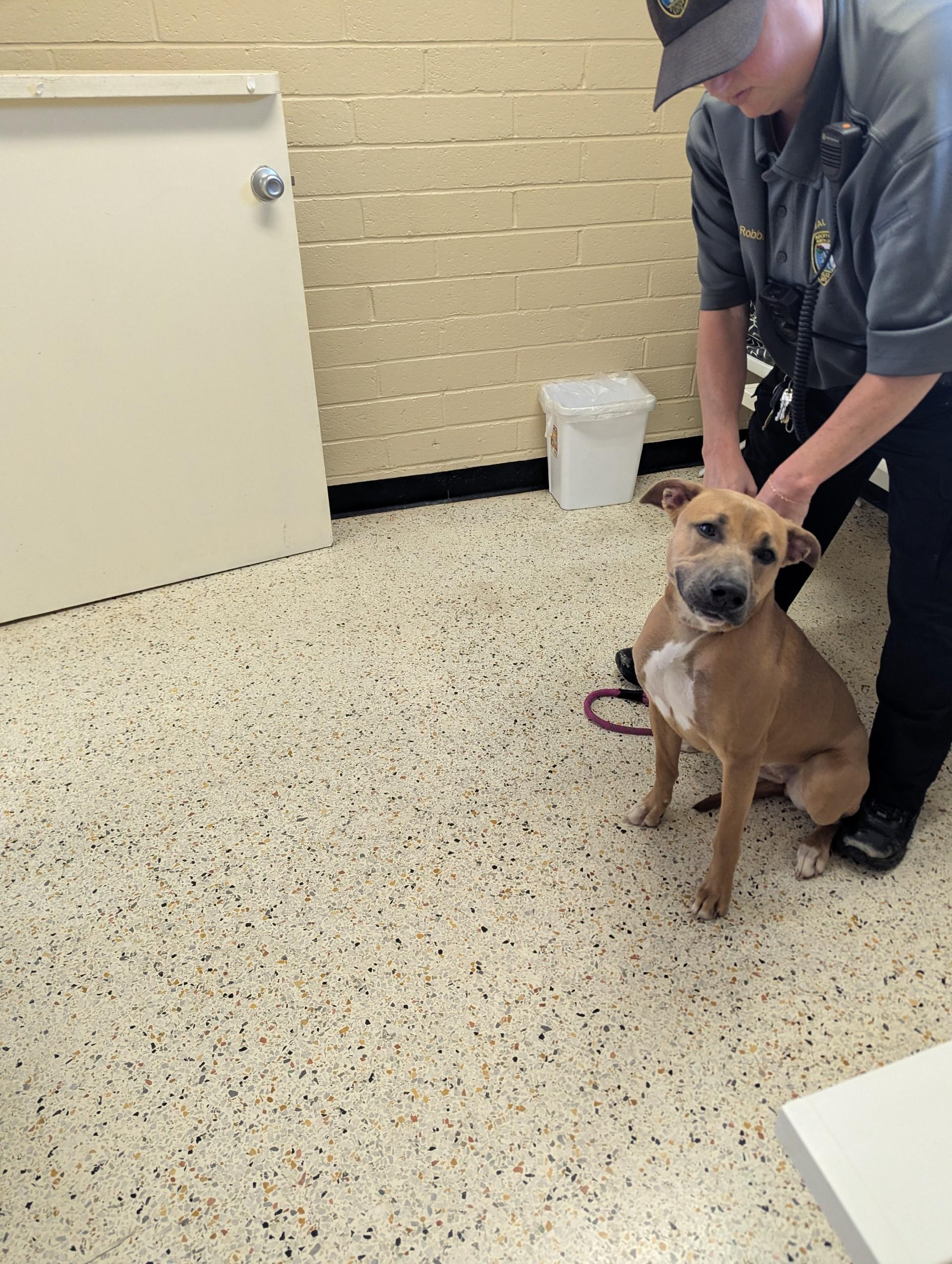 Enlarge Mattie25348, a ADOPTABLE mixed breed in Rocky Mount, NC image 4/5