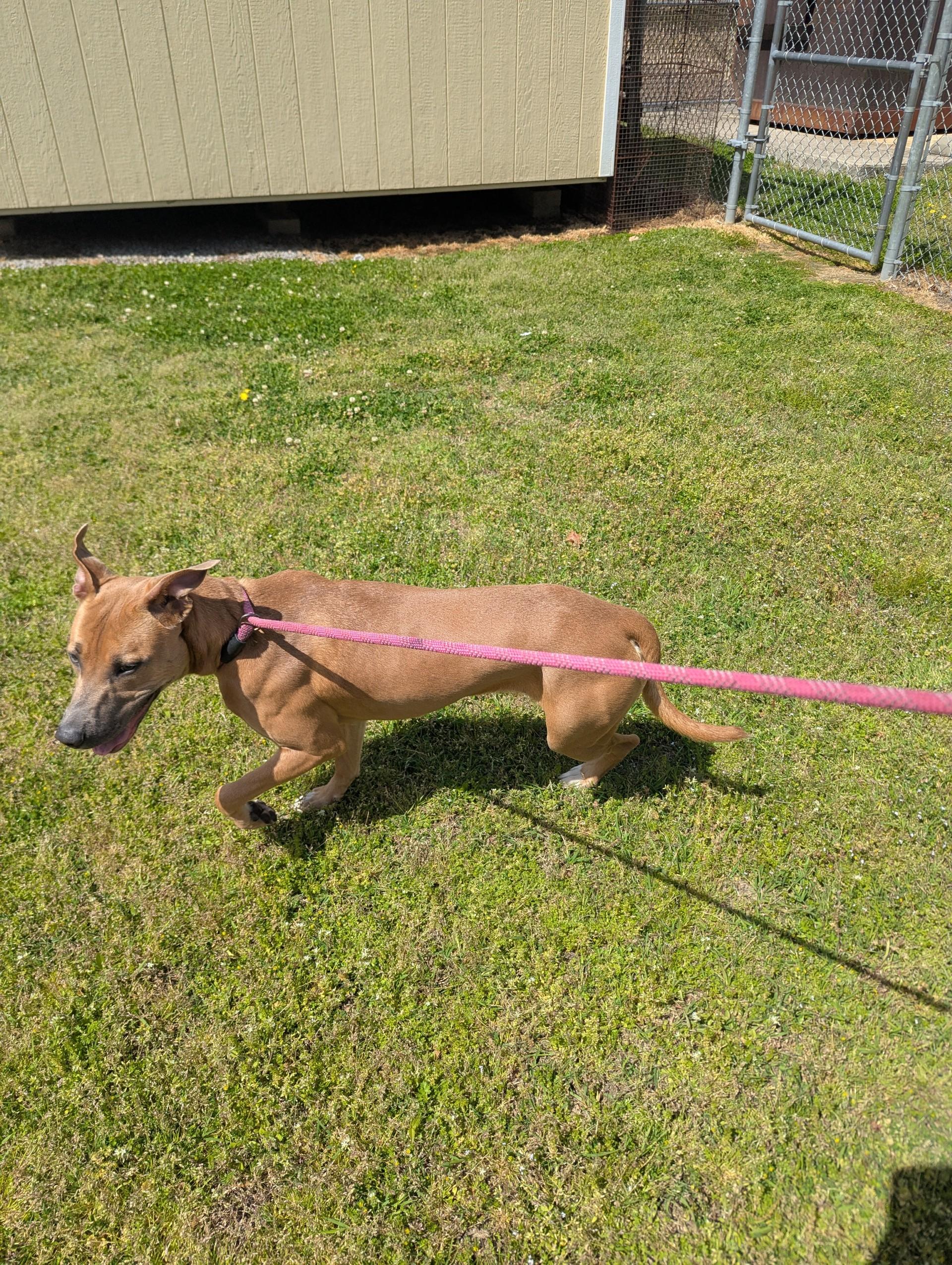 Enlarge Mattie25348, a ADOPTABLE mixed breed in Rocky Mount, NC image 3/5