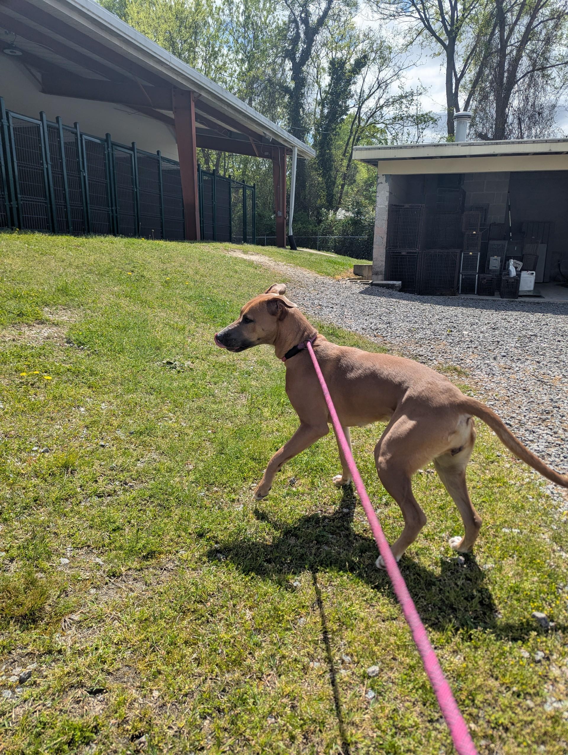 Enlarge Mattie25348, a ADOPTABLE mixed breed in Rocky Mount, NC image 2/5