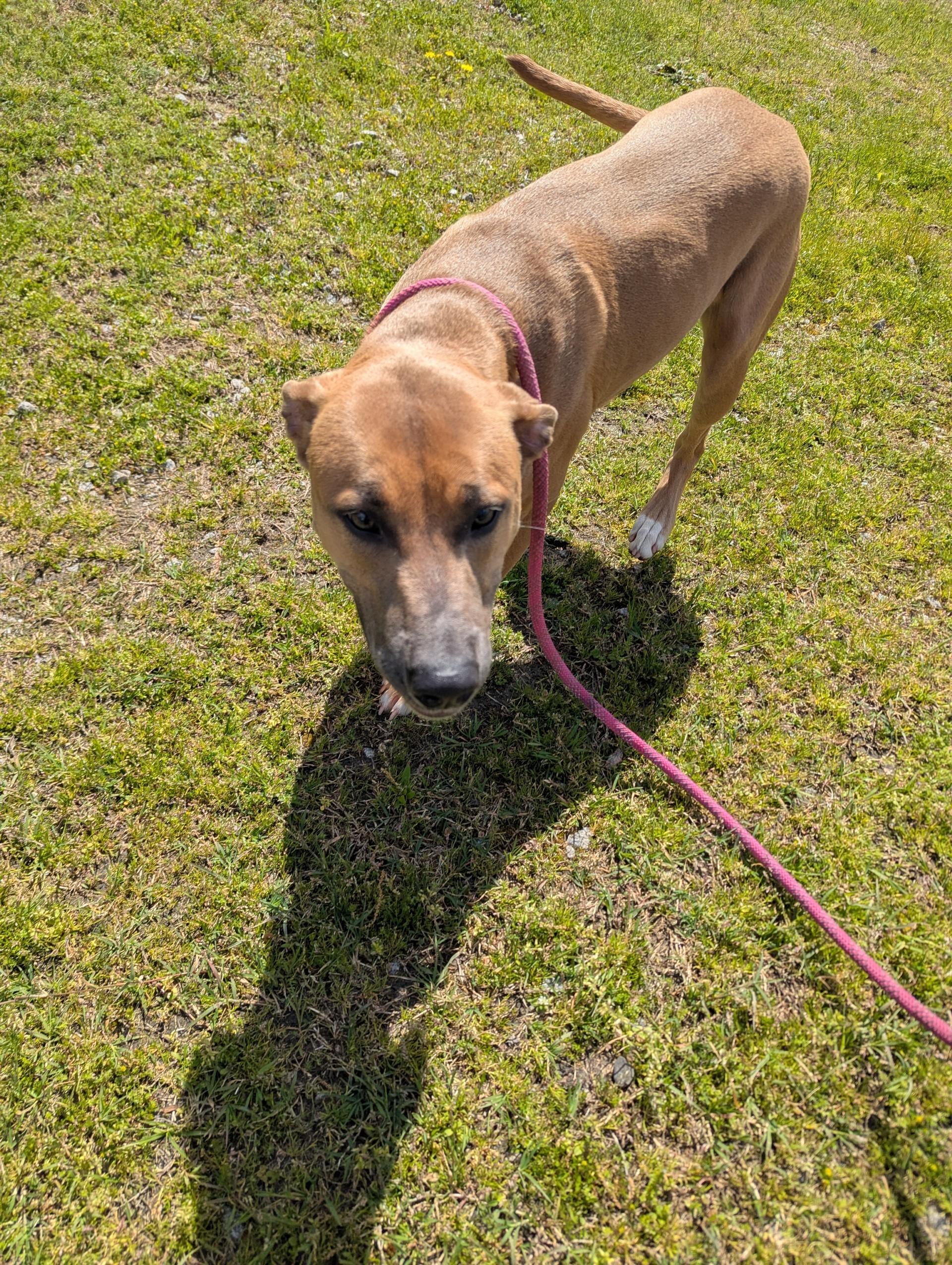 Mattie25348, ADOPTABLE, Adult Female Hound.