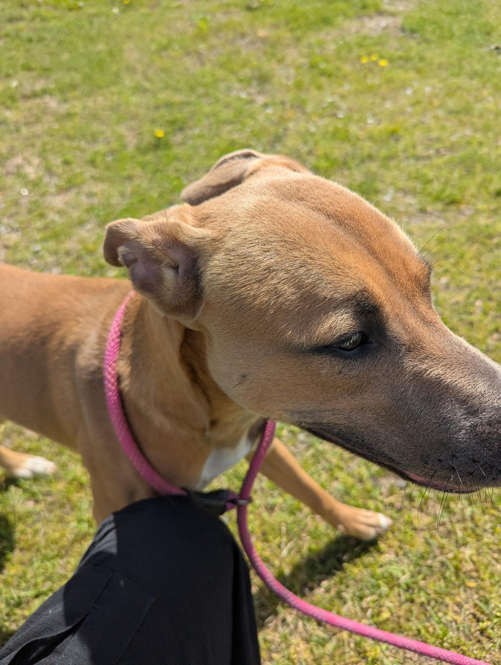 Enlarge Mattie25348, a ADOPTABLE mixed breed in Rocky Mount, NC image 5/5