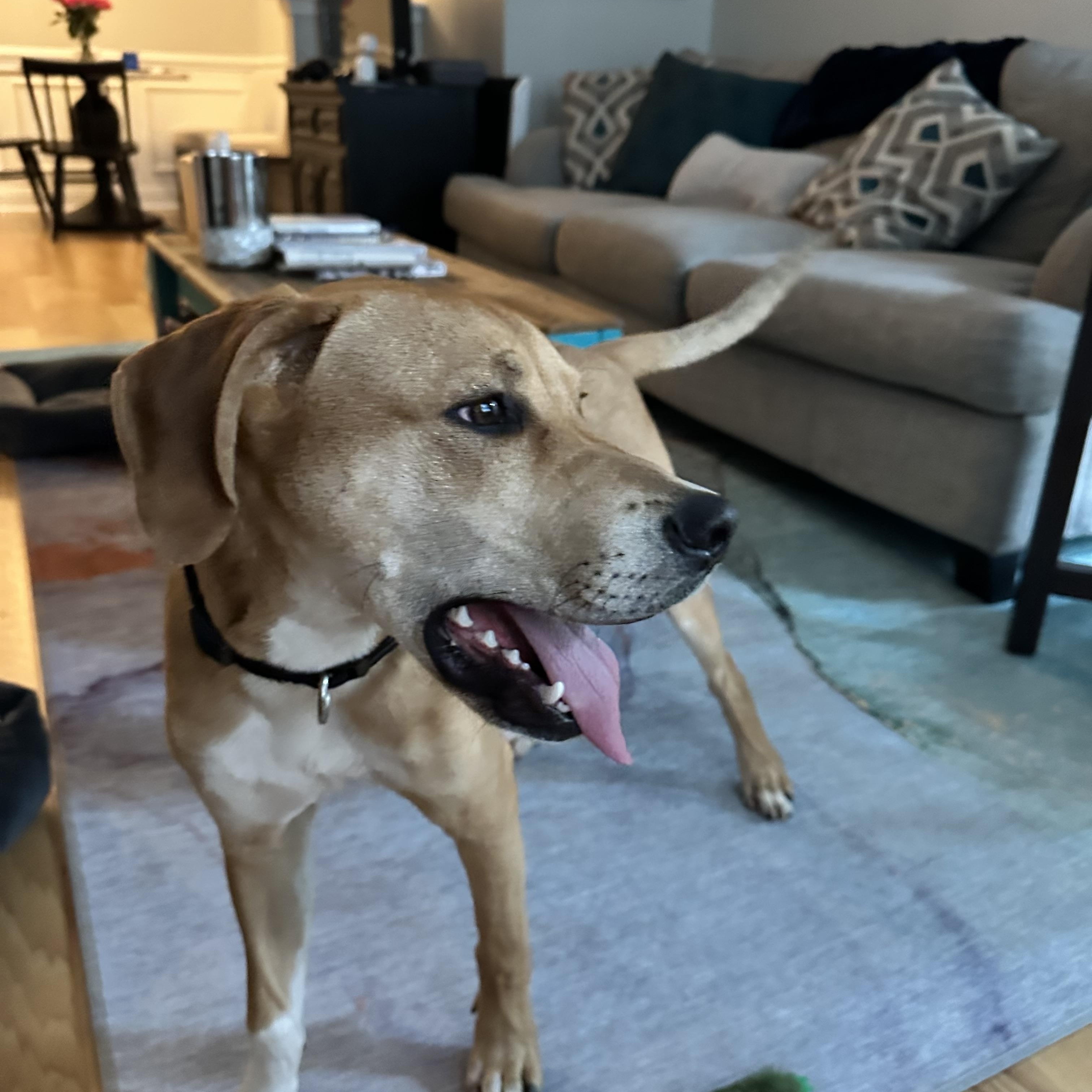 Enlarge Sampson, a Adoptable mixed breed in Rock Hill, SC image 3/4