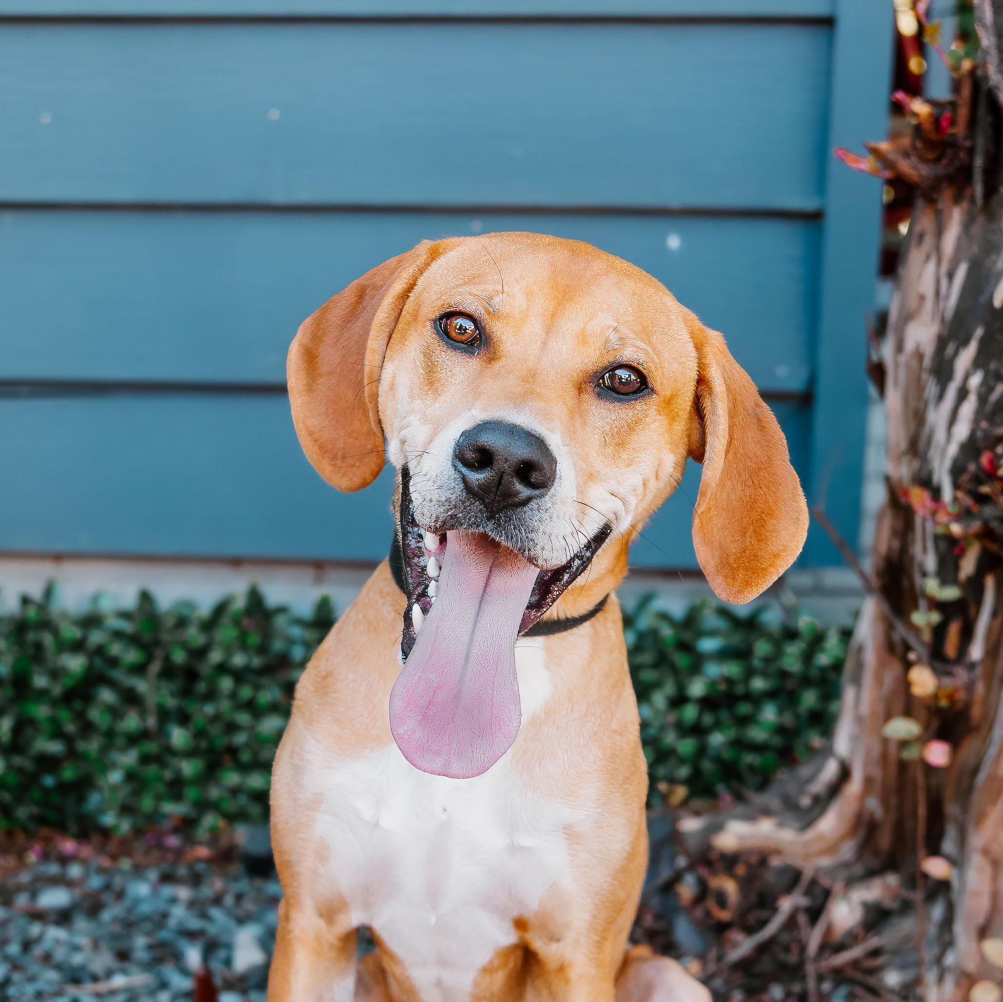 Sampson, Adoptable, Puppy Male Labrador Retriever & Hound.