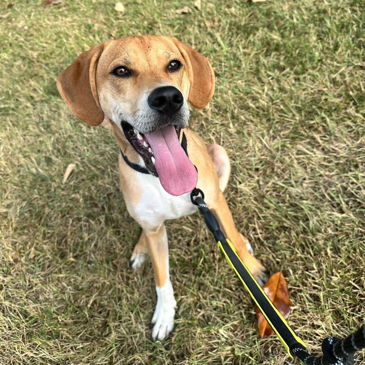 Enlarge Sampson, a Adoptable mixed breed in Rock Hill, SC image 4/6