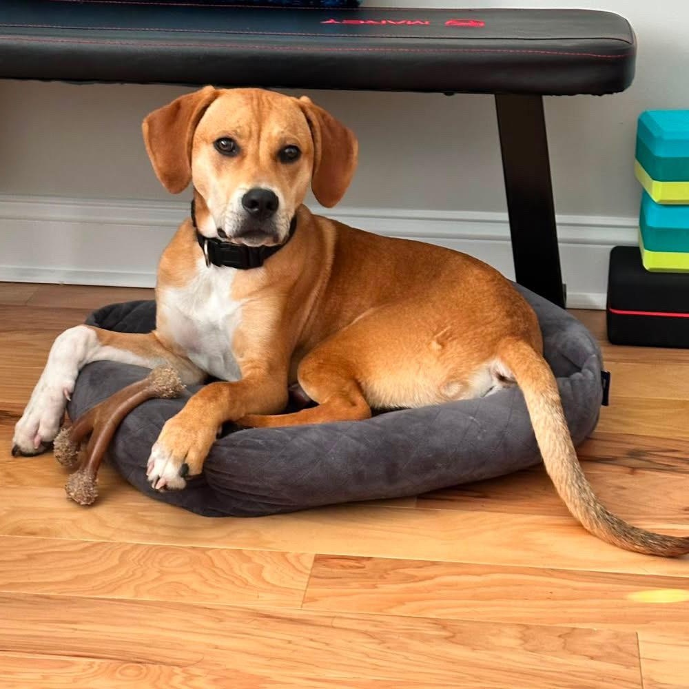 Enlarge Sampson, a Adoptable mixed breed in Rock Hill, SC image 1/6