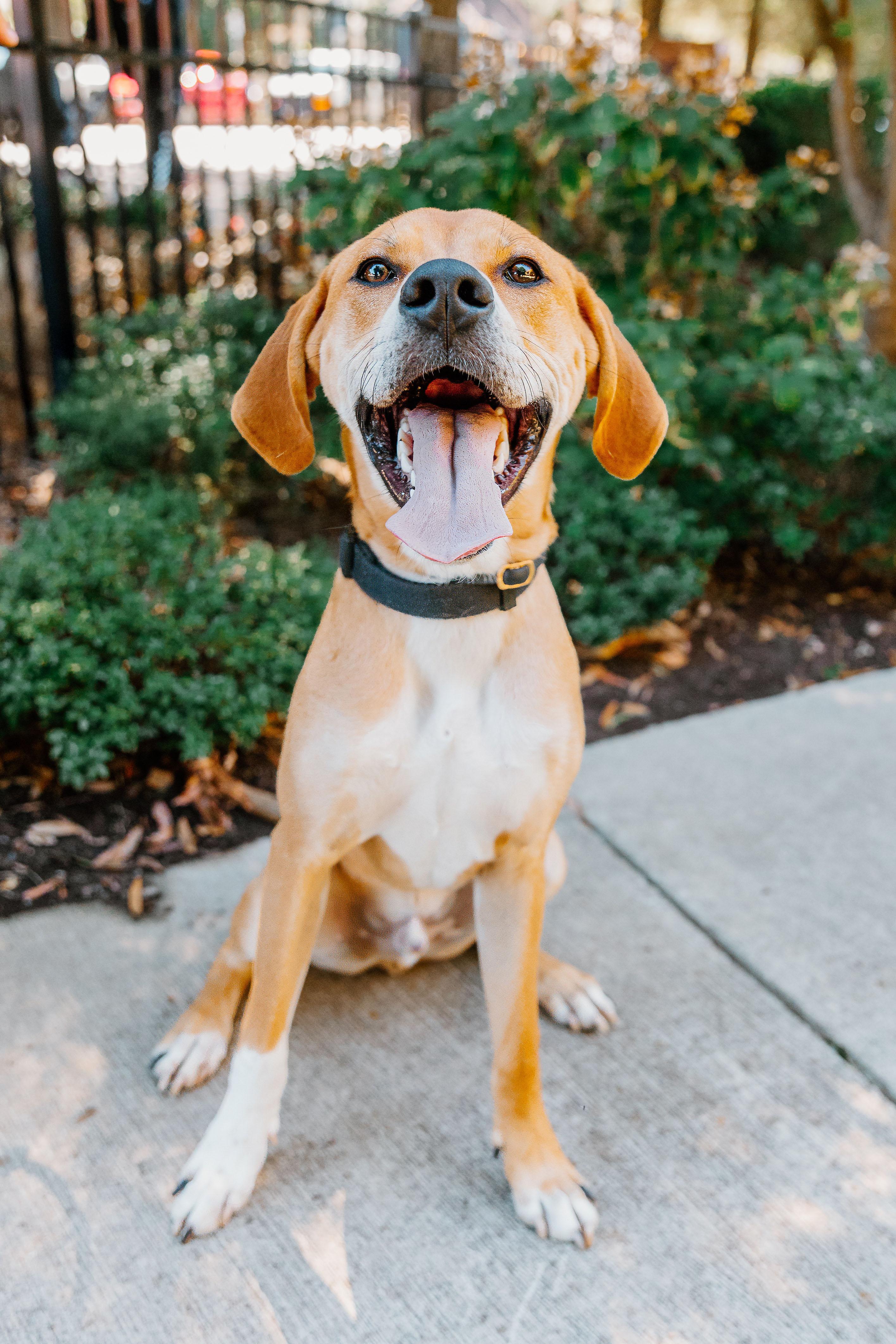 Enlarge Sampson, a Adoptable mixed breed in Rock Hill, SC image 2/6