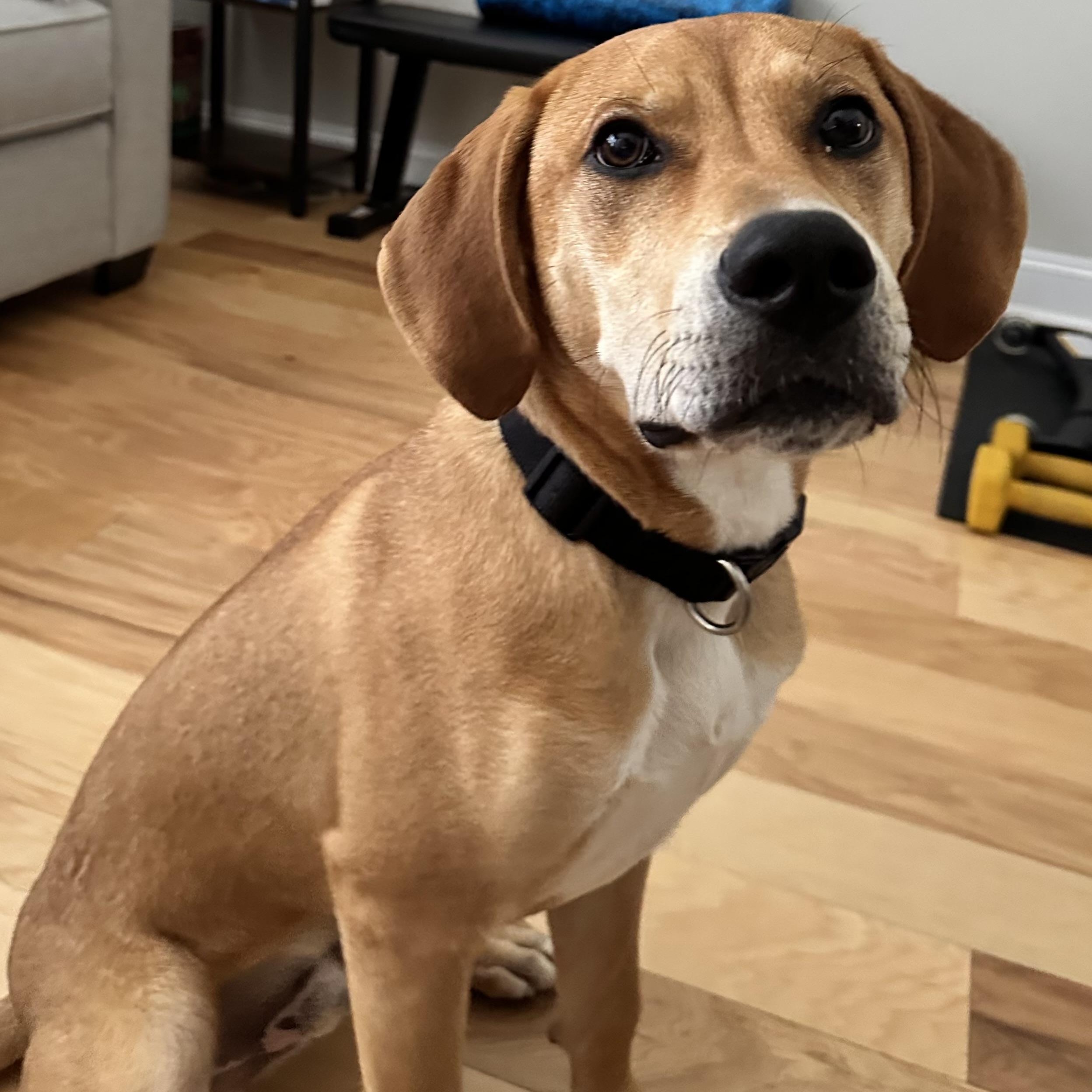 Enlarge Sampson, a Adoptable mixed breed in Rock Hill, SC image 1/4