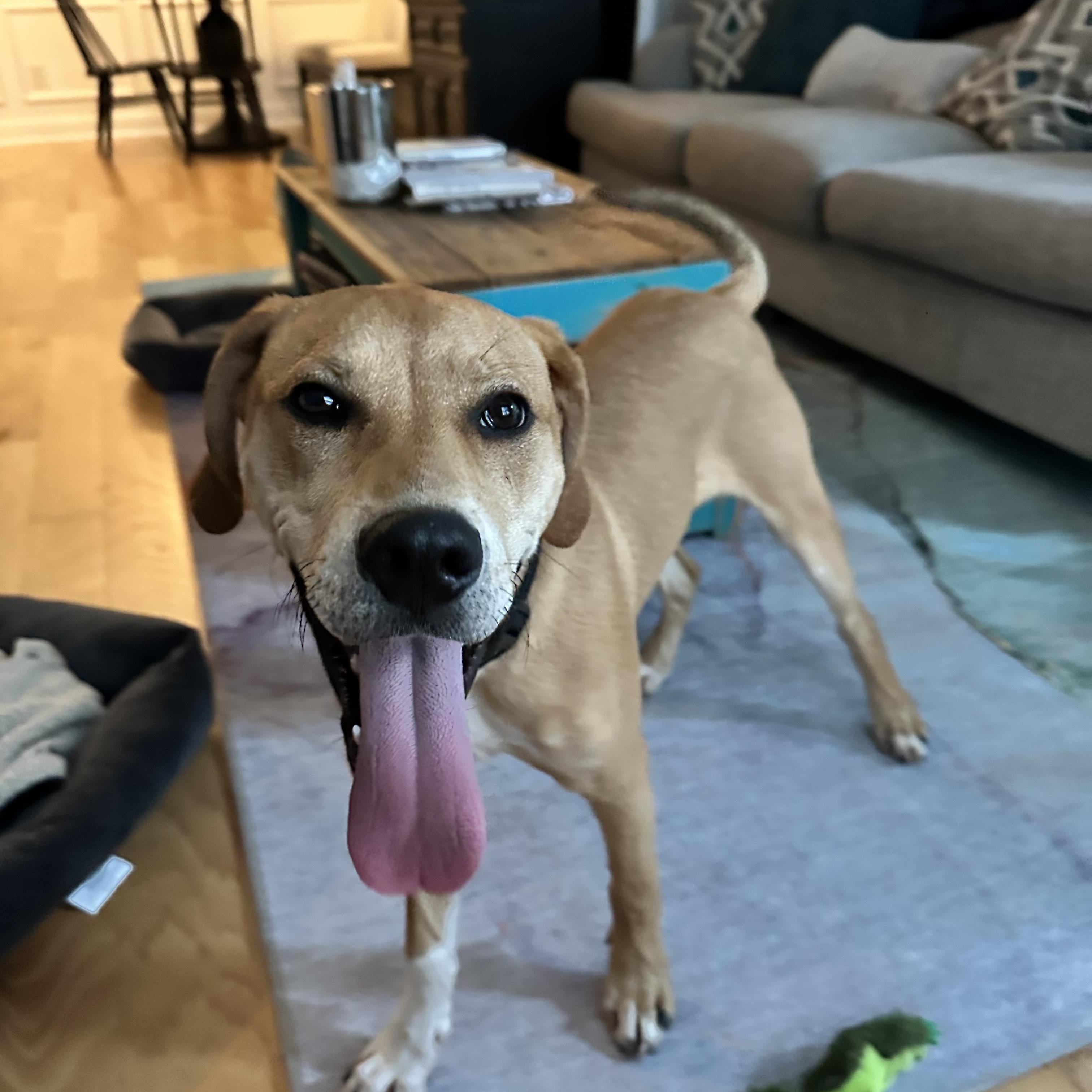 Enlarge Sampson, a Adoptable mixed breed in Rock Hill, SC image 4/4