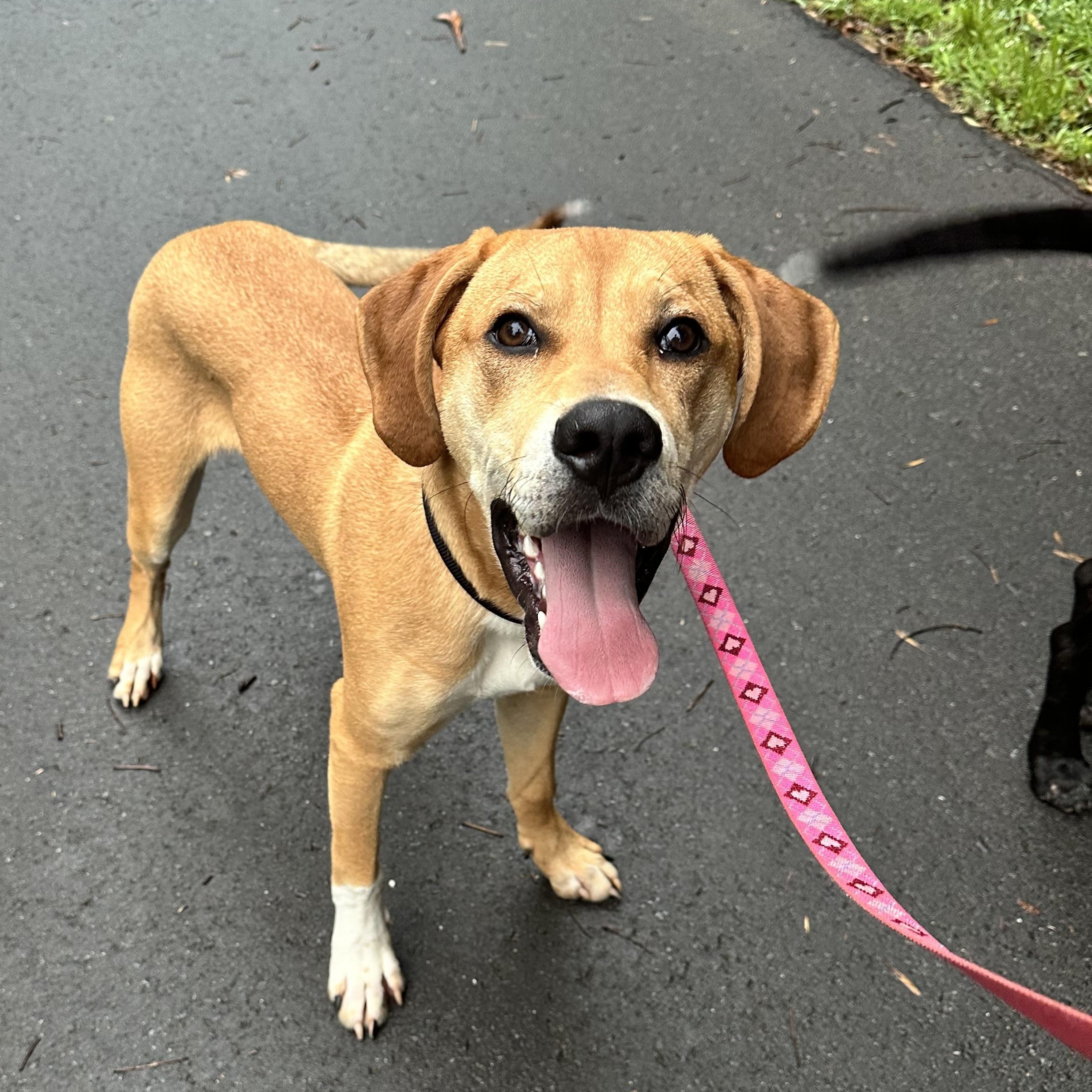 Enlarge Sampson, a Adoptable mixed breed in Rock Hill, SC image 2/4