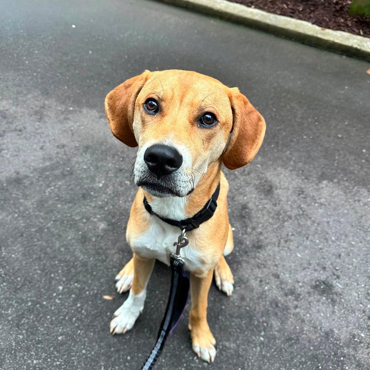 Enlarge Sampson, a Adoptable mixed breed in Rock Hill, SC image 2/6