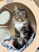Enlarge Amelia, an adoptable Domestic Long Hair in Dodgeville, WI image 1/3