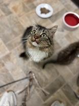 Enlarge Amelia, an adoptable Domestic Long Hair in Dodgeville, WI image 2/3