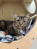 Enlarge Amelia, an adoptable Domestic Long Hair in Dodgeville, WI image 3/3