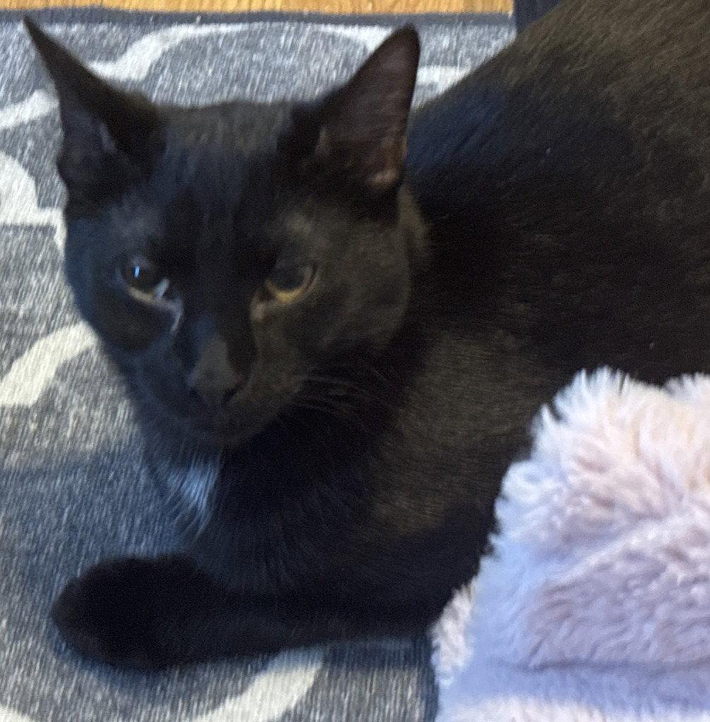 Enlarge RH - George, a Adoptable Domestic Short Hair in Battle Ground, WA image 1/2