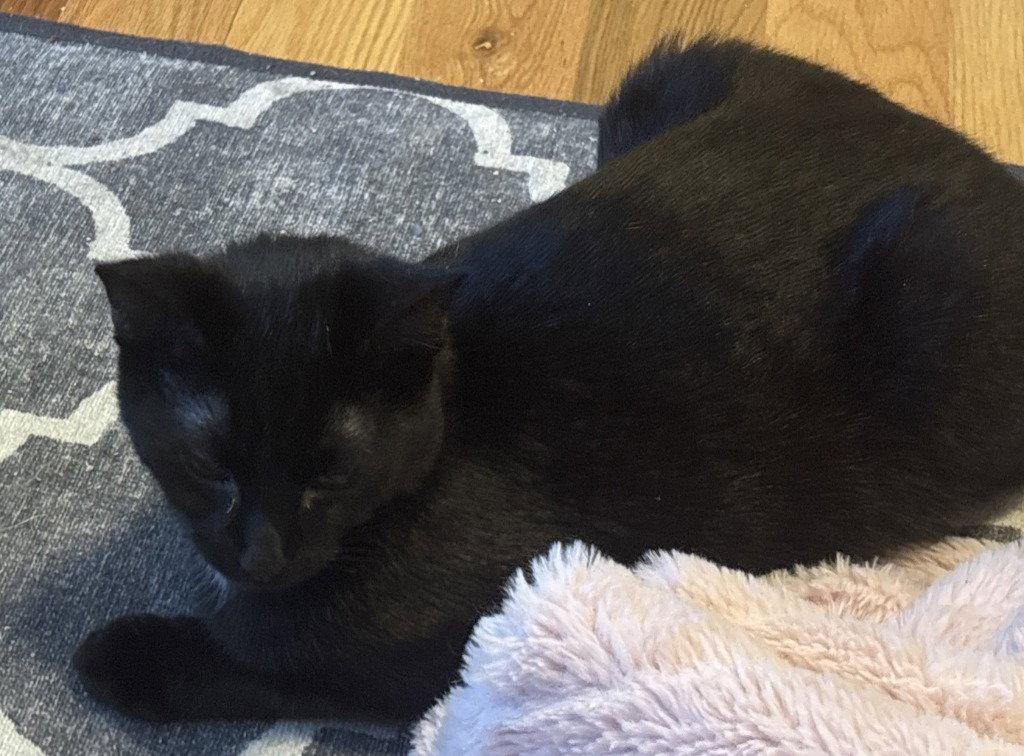Enlarge RH - George, a Adoptable Domestic Short Hair in Battle Ground, WA image 2/2