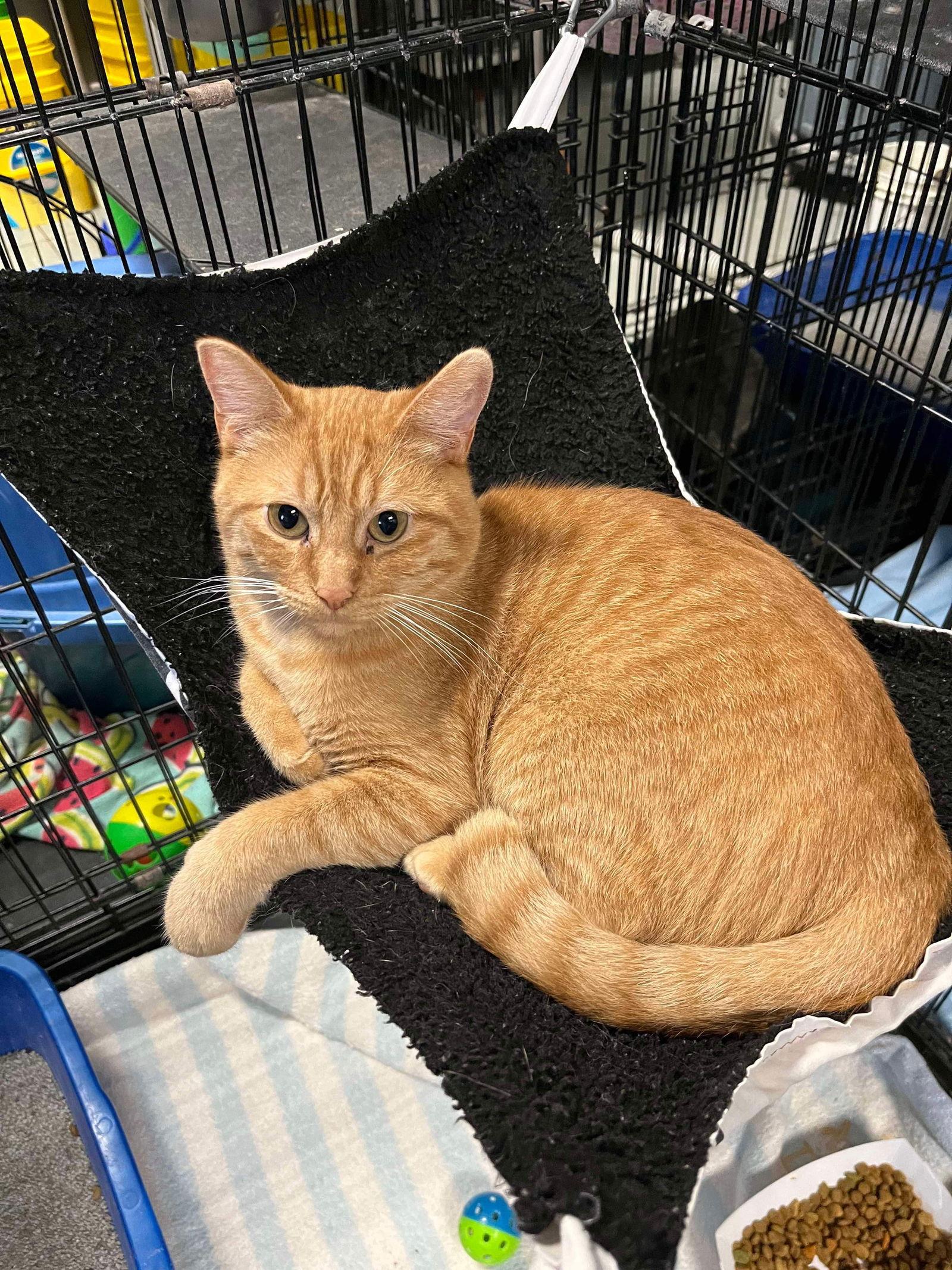 Brock, Adopted, Young Male Domestic Short Hair.