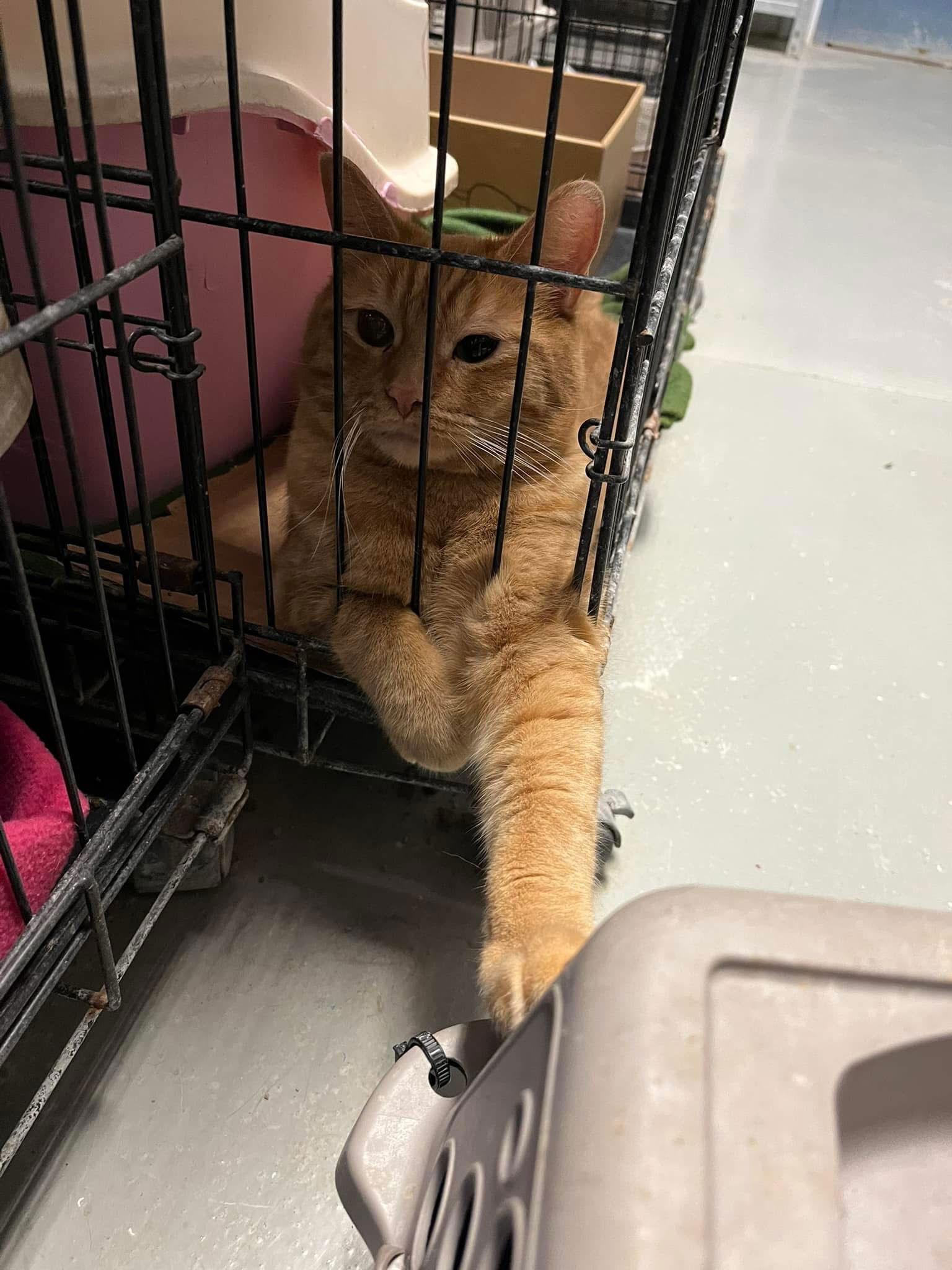 Brock, a Adopted Domestic Short Hair in Detroit Lakes, MN image 2/3