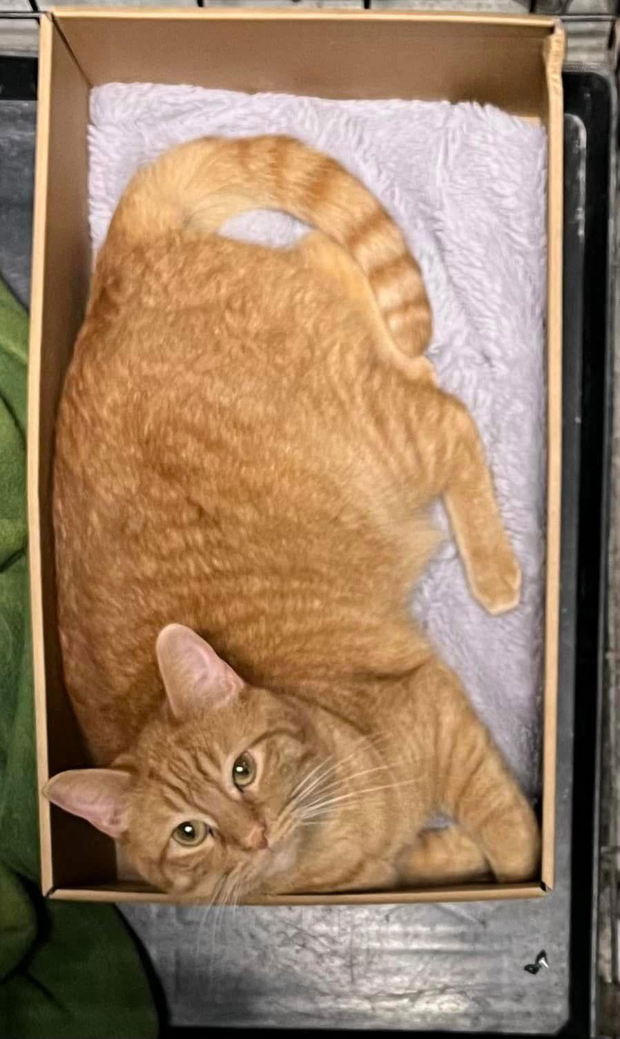 Brock, a Adopted Domestic Short Hair in Detroit Lakes, MN image 3/3