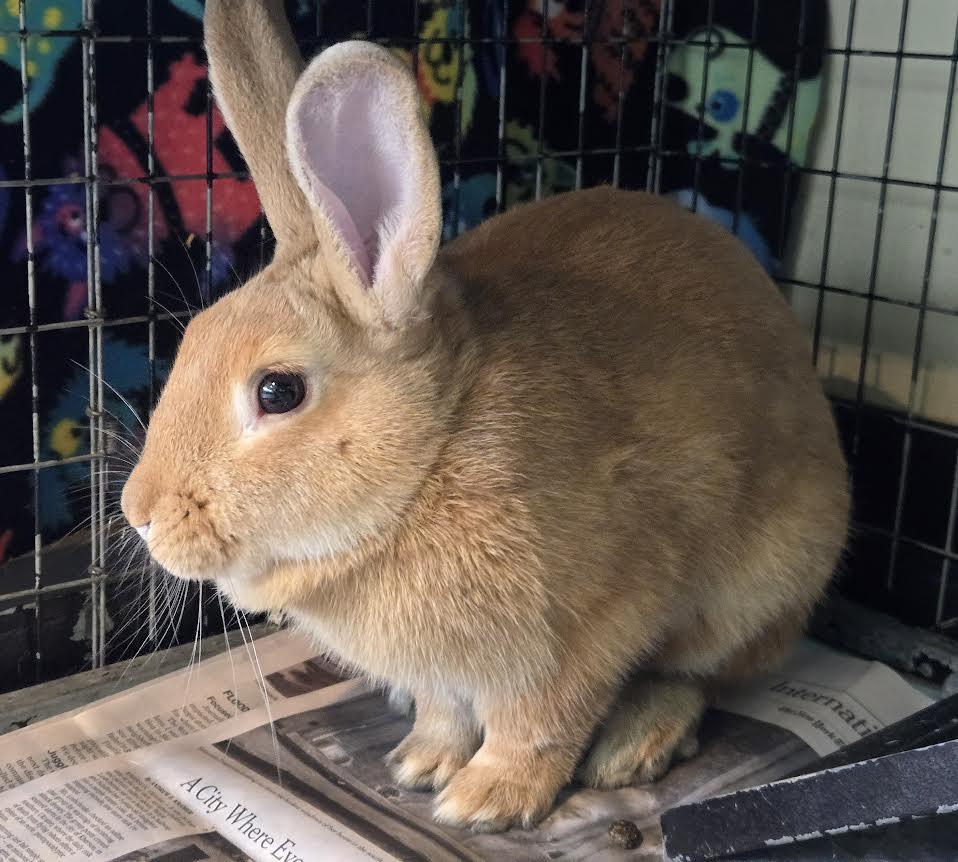 Enlarge Harry, a ADOPTABLE New Zealand in Bellingham, WA image 3/4