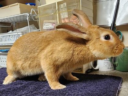 Enlarge Harry, a ADOPTABLE New Zealand in Bellingham, WA image 4/4