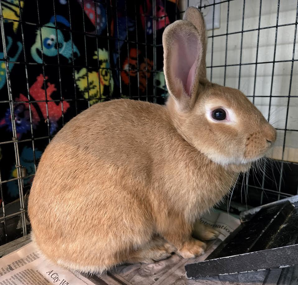 Enlarge Harry, a ADOPTABLE New Zealand in Bellingham, WA image 2/4