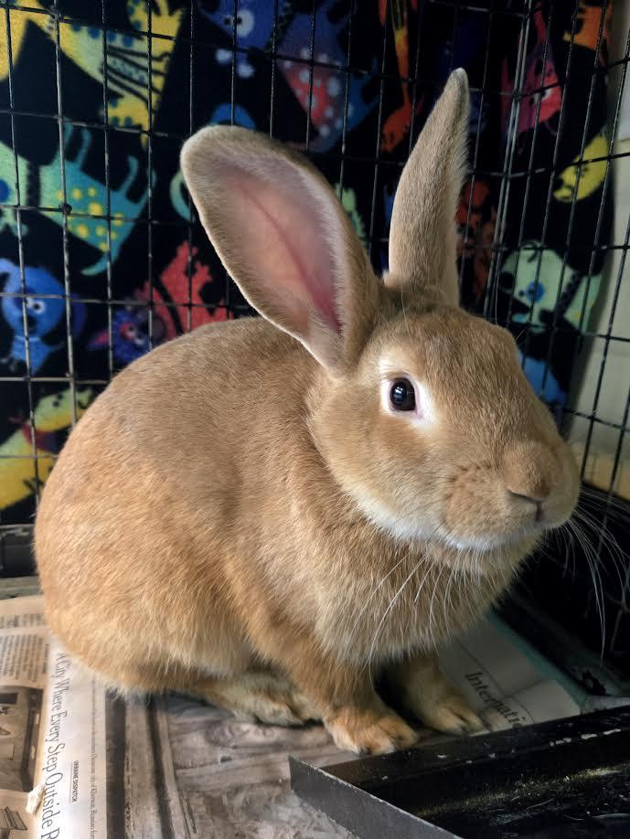 Enlarge Harry, a ADOPTABLE New Zealand in Bellingham, WA image 1/4