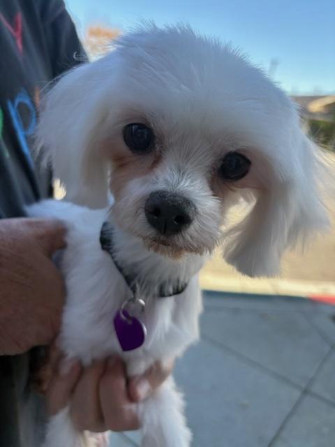 Brooke, ADOPTABLE, Senior Female Maltese.