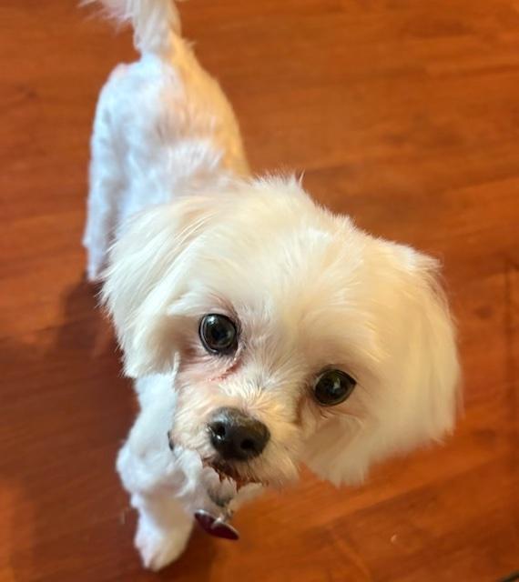 Brooke, a ADOPTABLE Maltese in Covina, CA image 2/2