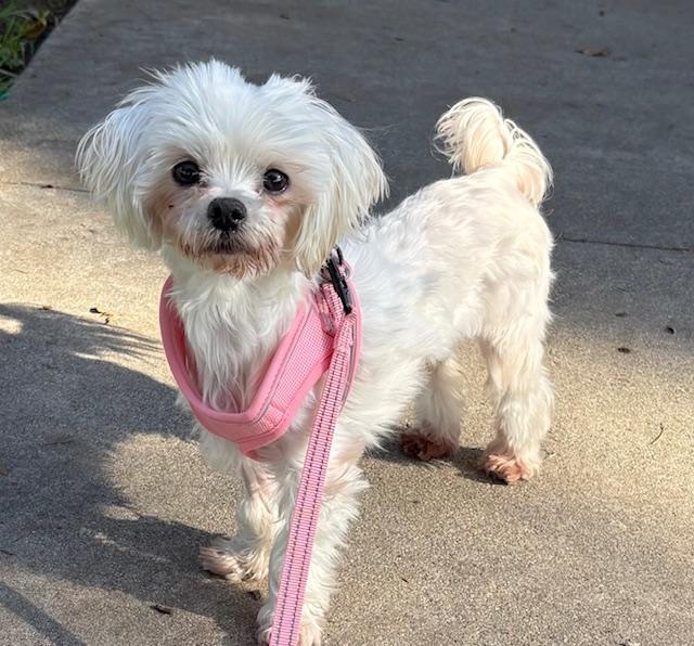 Brooke, an adopted Maltese in Covina, CA image 1/3