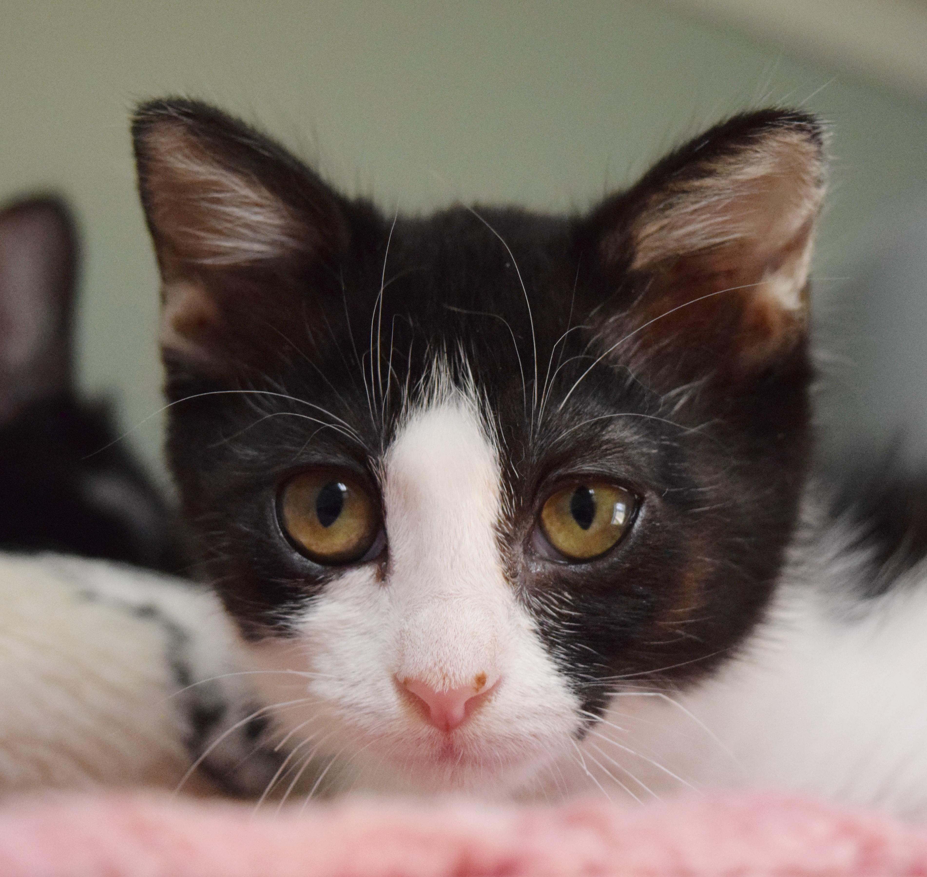 Enlarge Sprinkles, a ADOPTABLE mixed breed in Bulverde, TX image 5/6