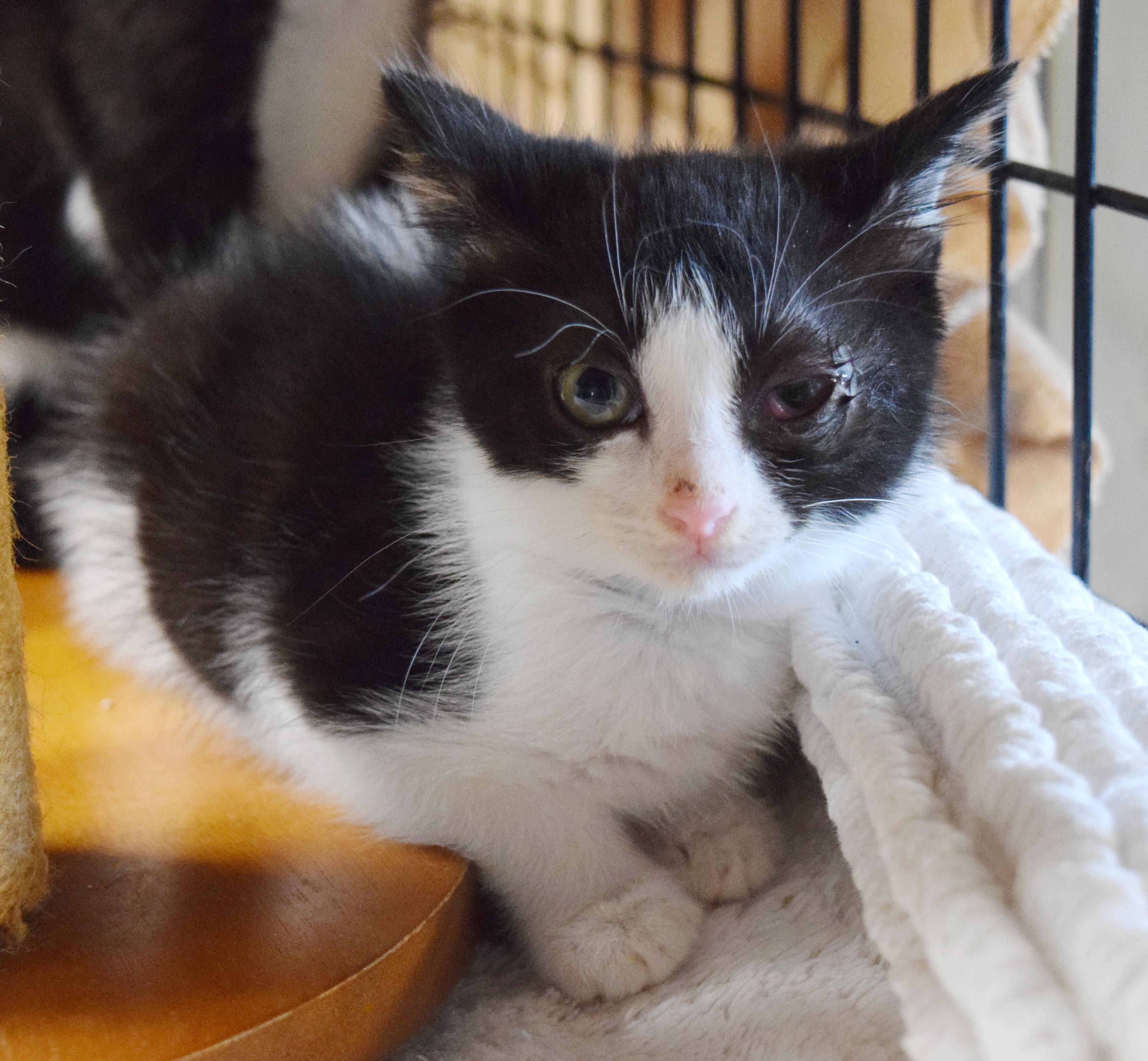 Enlarge Sprinkles, a ADOPTABLE mixed breed in Bulverde, TX image 6/6