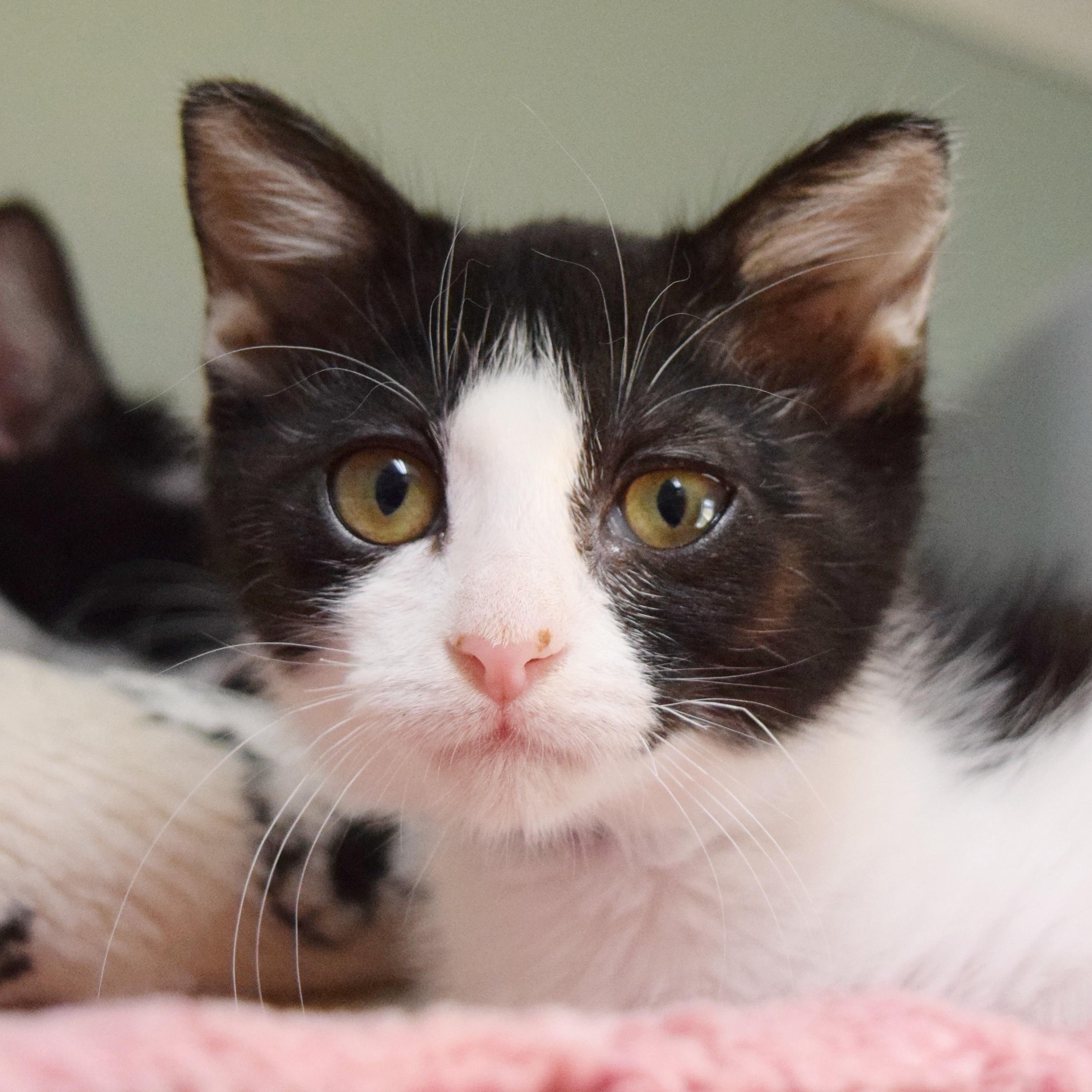 Enlarge Sprinkles, a ADOPTABLE mixed breed in Bulverde, TX image 1/6