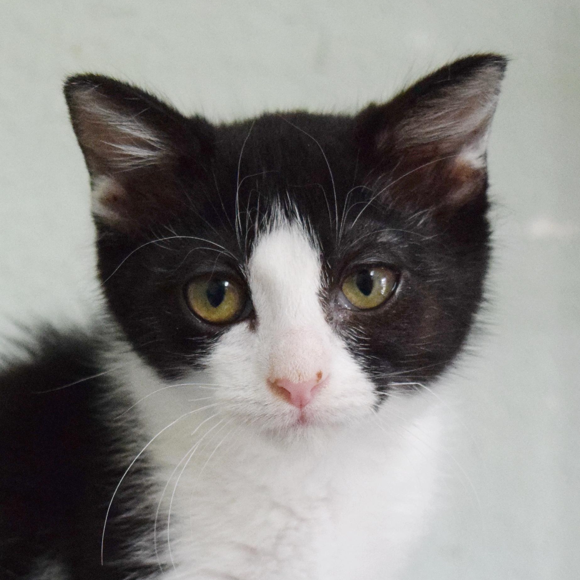 Enlarge Sprinkles, a ADOPTABLE mixed breed in Bulverde, TX image 4/6