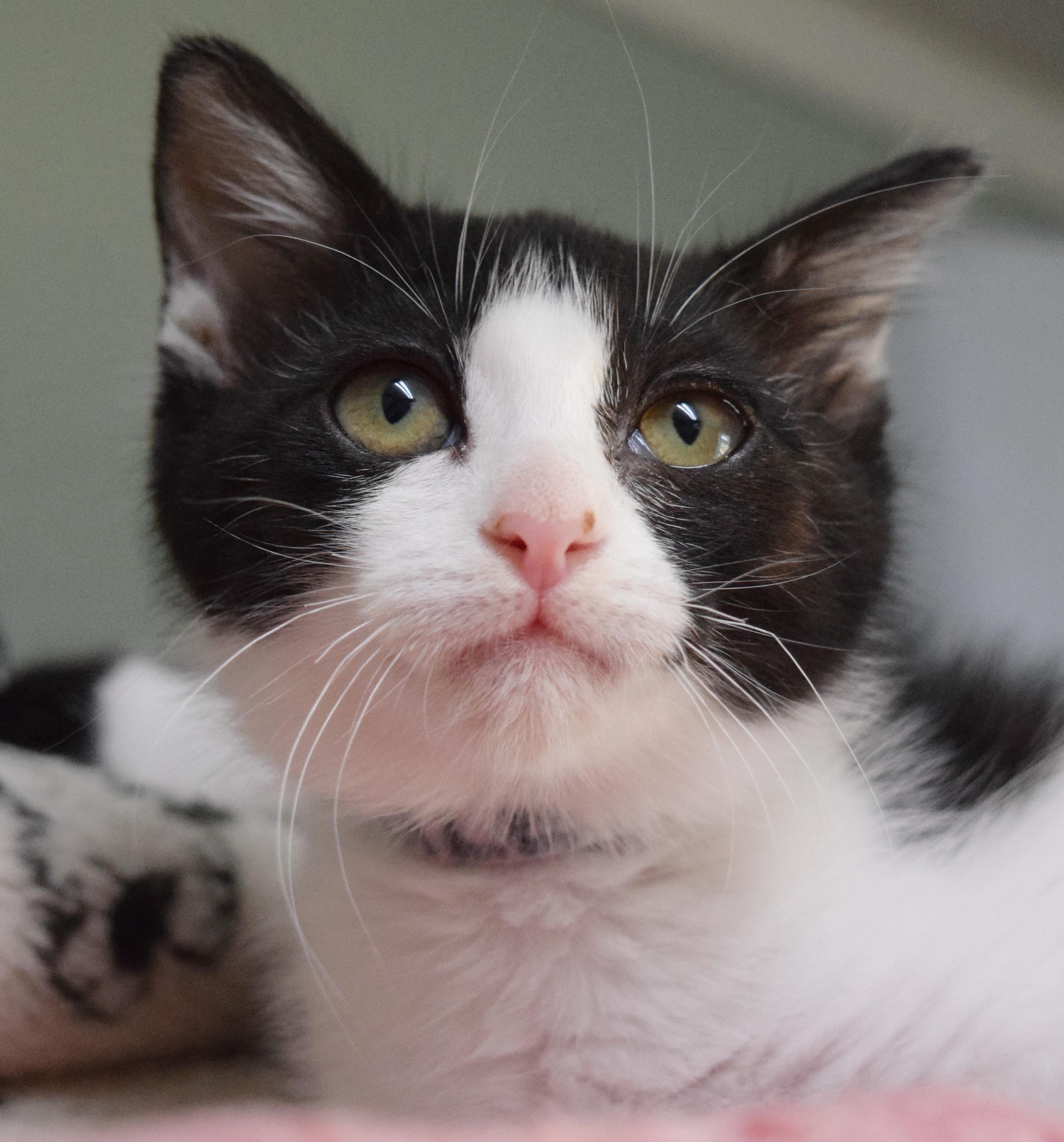 Enlarge Sprinkles, a ADOPTABLE mixed breed in Bulverde, TX image 2/6