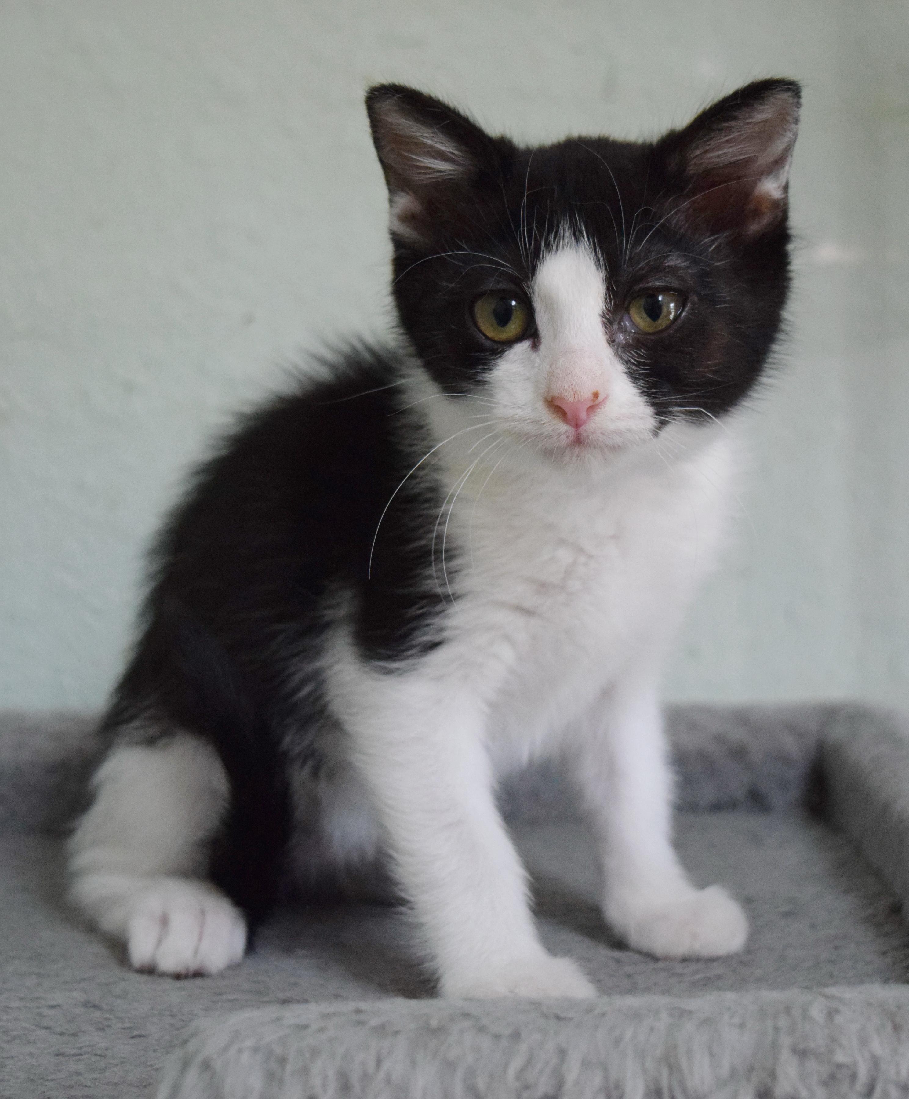 Enlarge Sprinkles, a ADOPTABLE mixed breed in Bulverde, TX image 3/6
