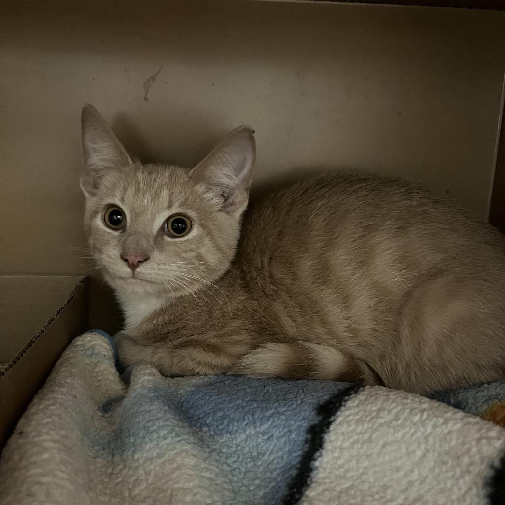 Enlarge Salem, a Adoptable mixed breed in Madisonville, KY image 1/1