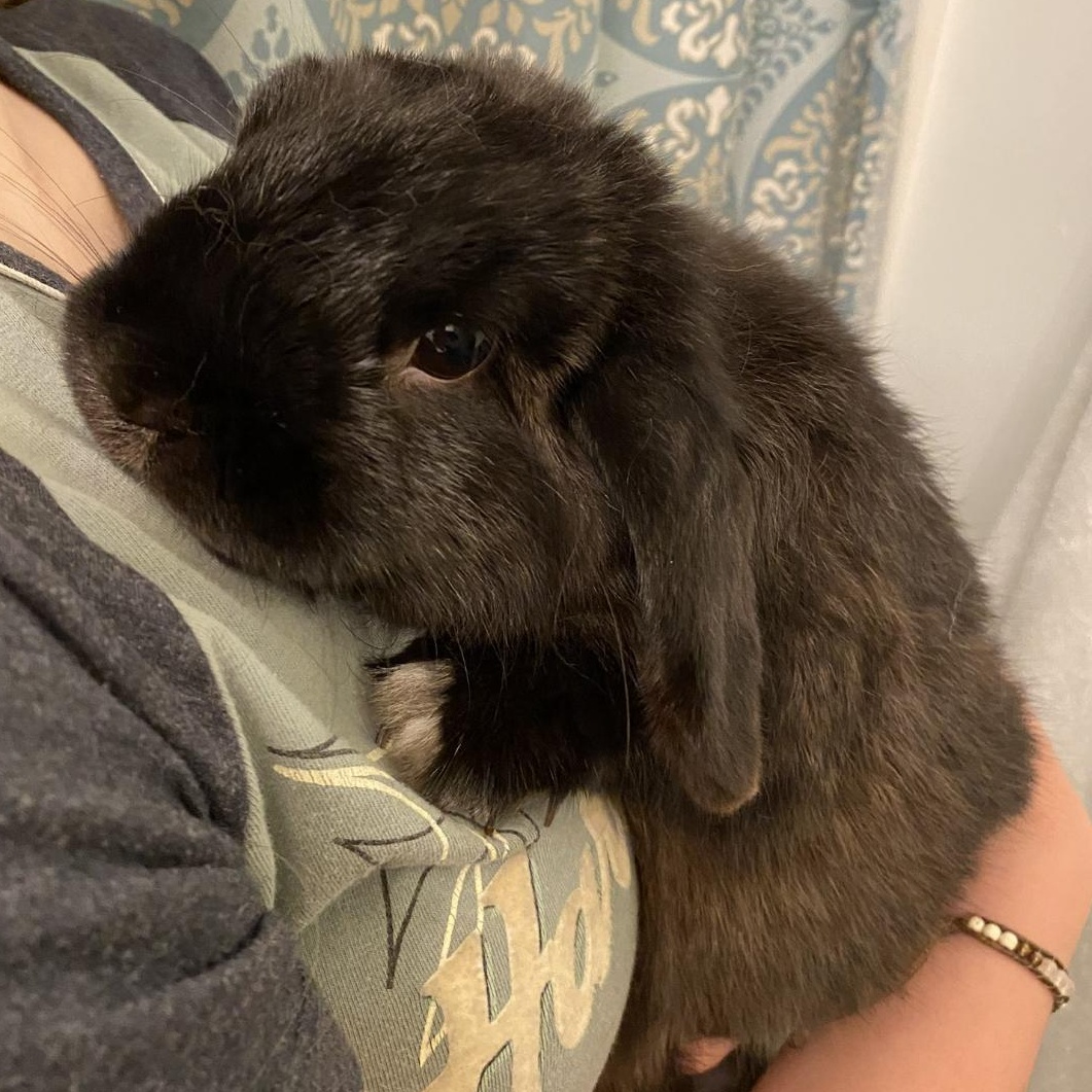 Bean, Adopted, Young Male Holland Lop.