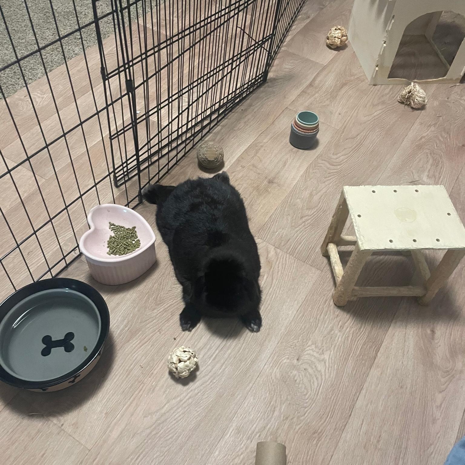 Enlarge Bean, a Adopted Holland Lop in Omaha, NE image 2/2