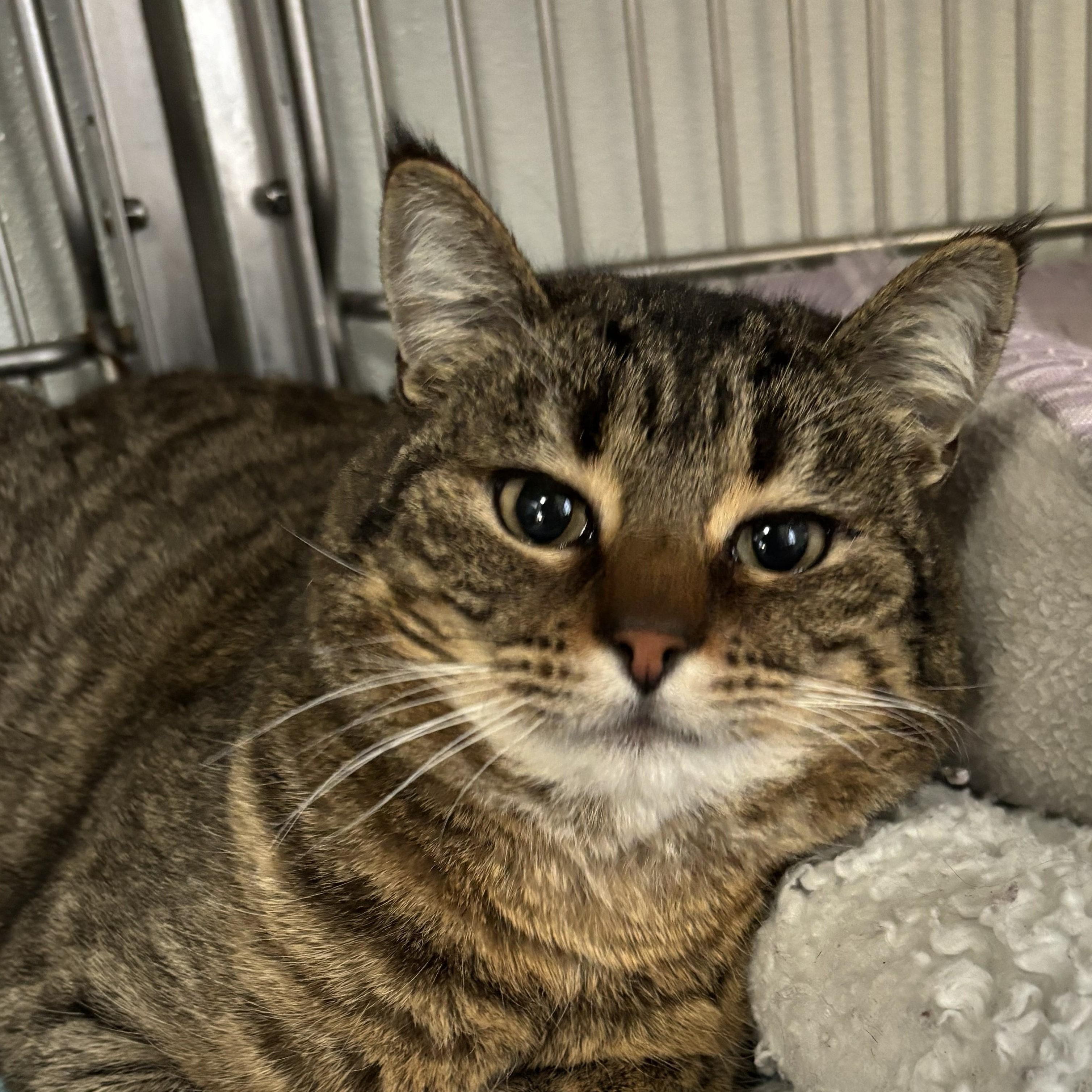 Enlarge Spinach, a Adoptable mixed breed in The Dalles, OR image 1/3