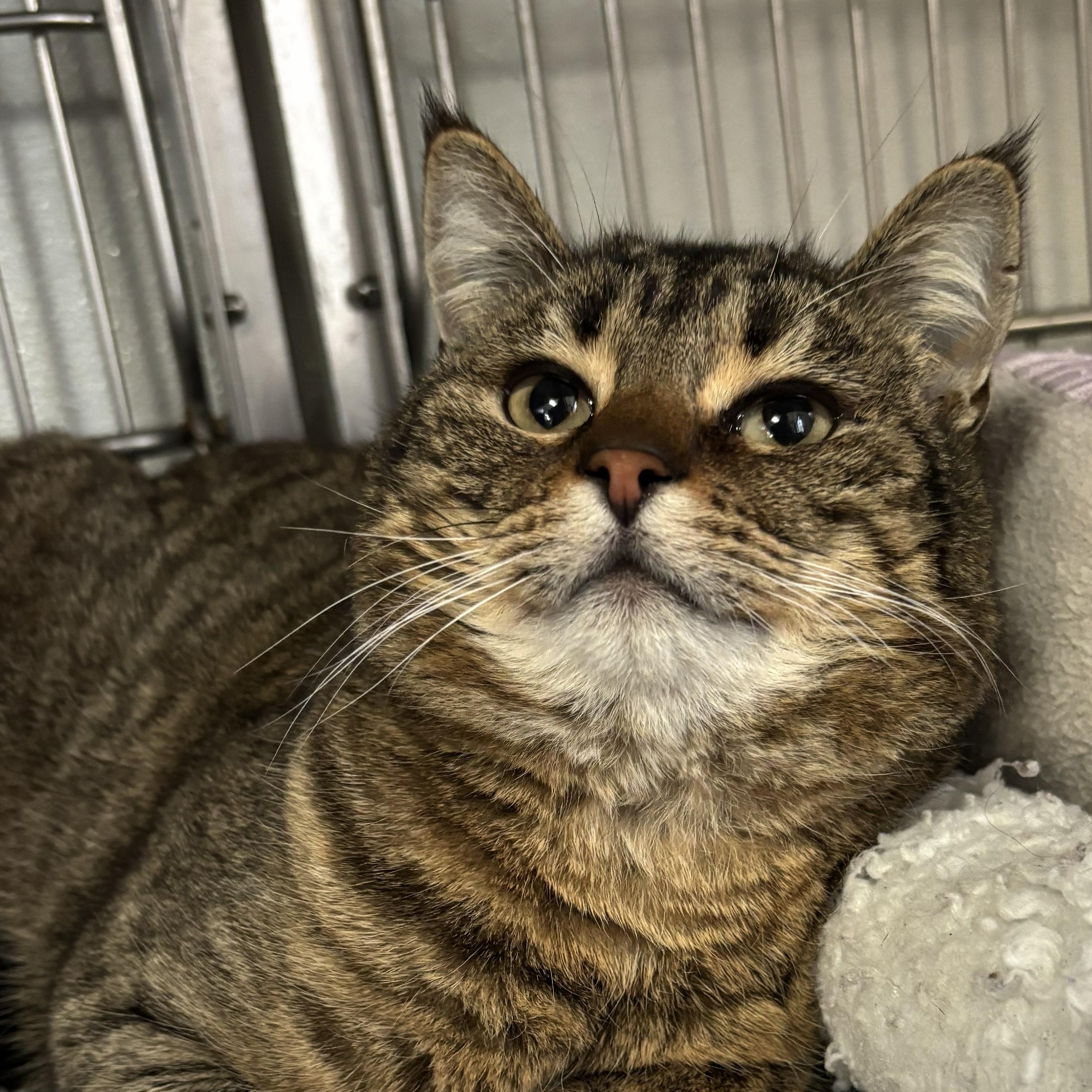 Enlarge Spinach, a Adoptable mixed breed in The Dalles, OR image 2/3