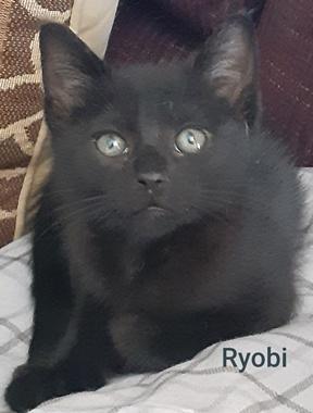Ryobi, ADOPTABLE, Kitten Male Domestic Short Hair.