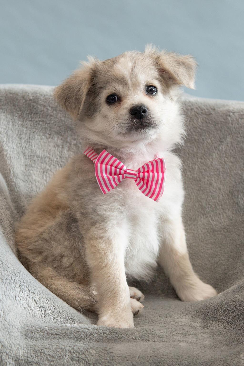 Feather: Lark, a Adopted Pomeranian in Palo Alto, CA image 1/3