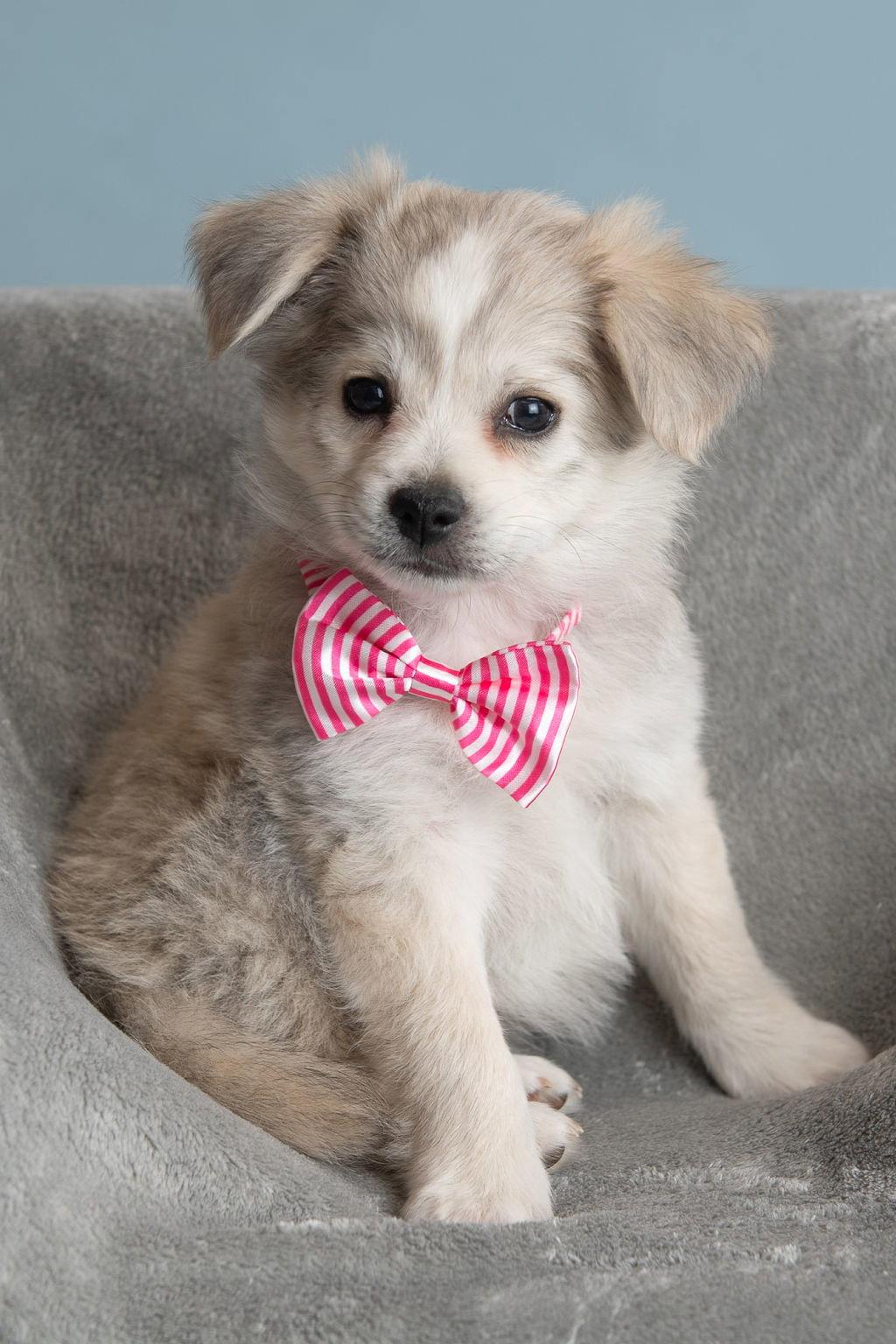 Feather: Lark, a Adopted Pomeranian in Palo Alto, CA image 2/3
